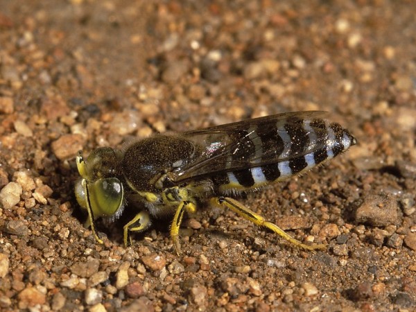 Sand Wasp