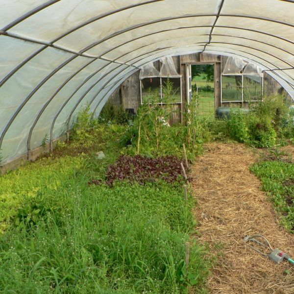 13 Greenhouse Benefits with Ideas and Plans to Inspire