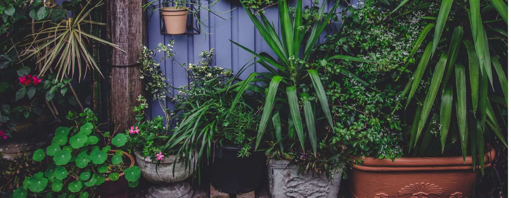 23 Best Indoor Plants for All Rooms in Your Home