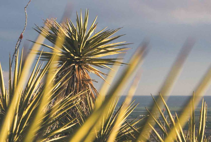 17 Unique Yucca Plants How To Take Care Of Them Yucca Plants How To Take Care