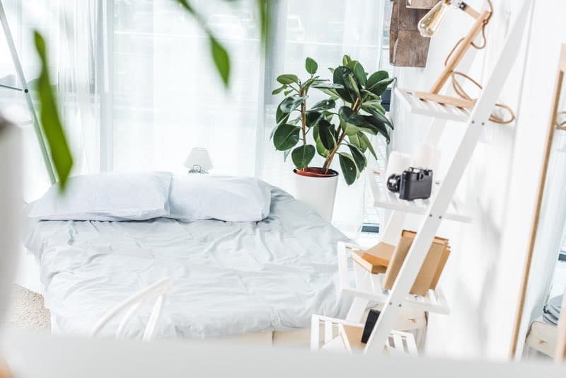 Plants For Bedroom 30 Best Bedroom Plants To Improve Sleep