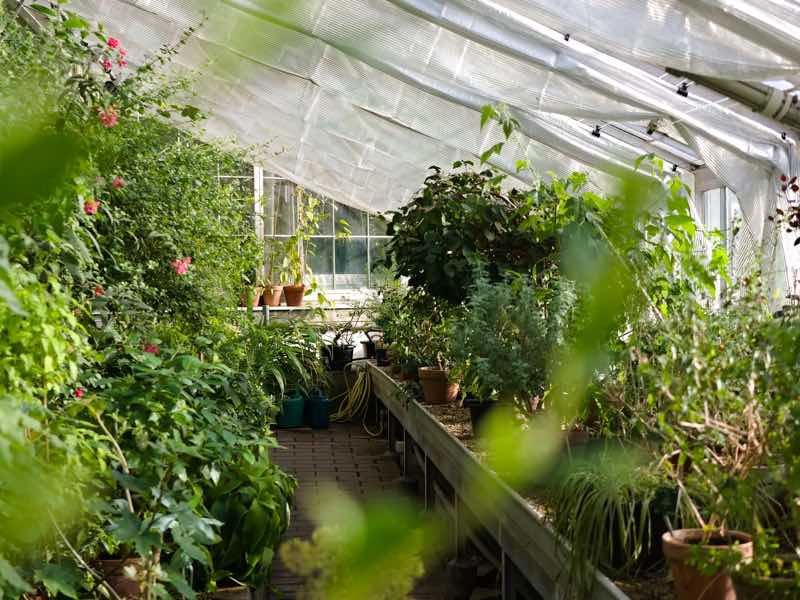 Top Benefits of Having A Greenhouse