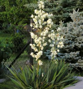 17 Unique Yucca Plants & How to Care for Them