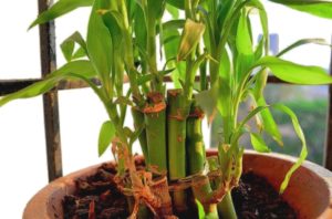 Bamboo Plants 101: How to Grow Happy Bamboo Plants Indoors