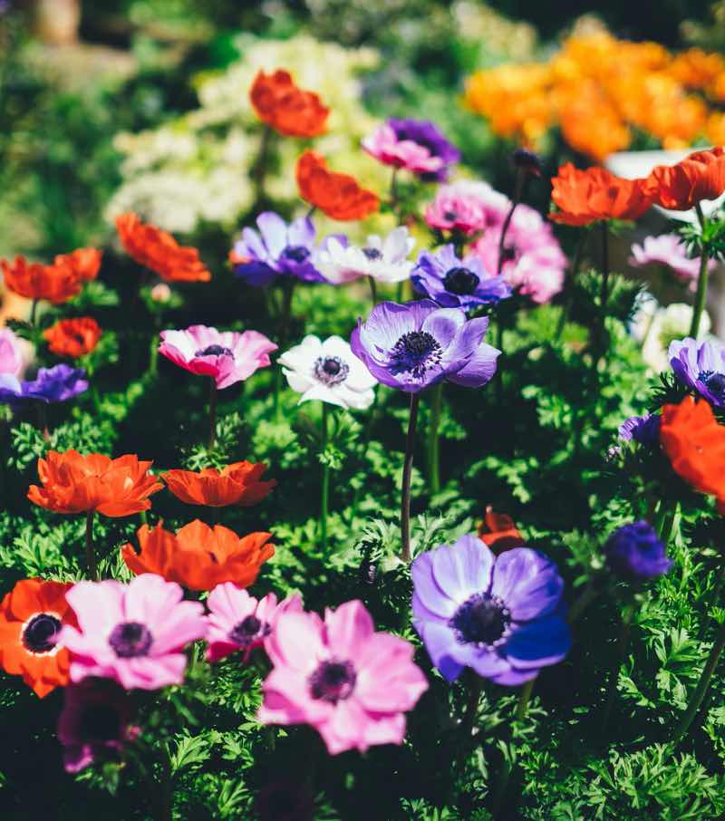 16 Fantastic Flower Garden Ideas You Ll Fall In Love With