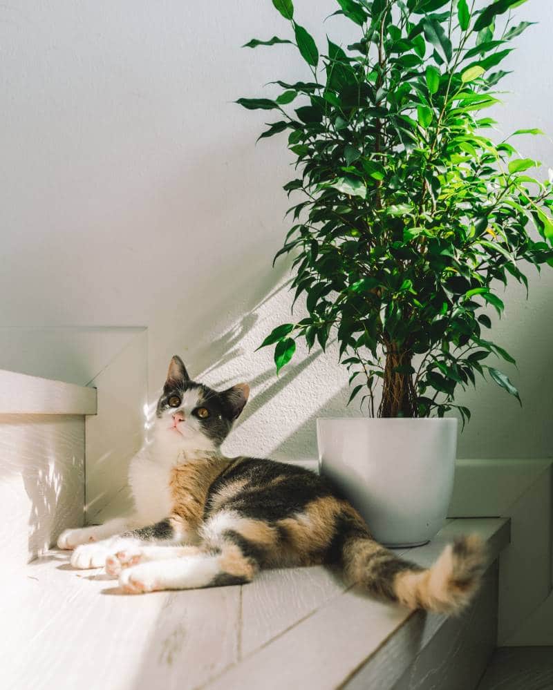 yucca plant cat
