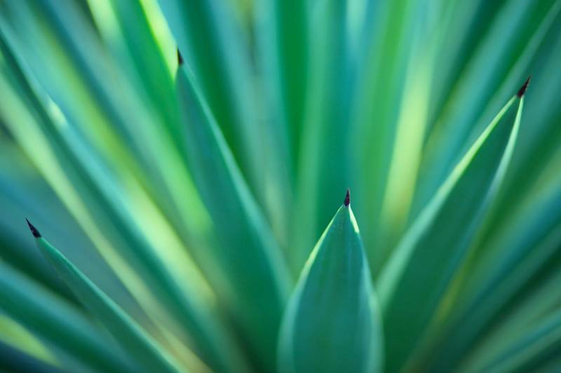 spiney yucca