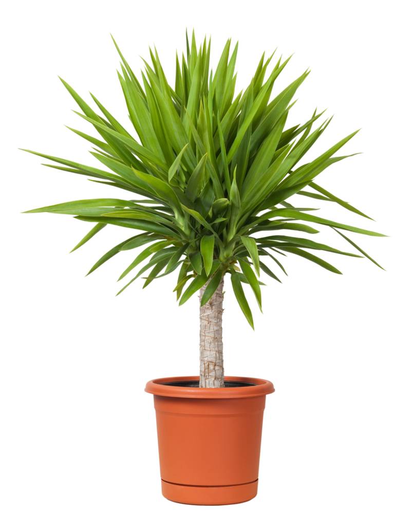 soil for yucca plant