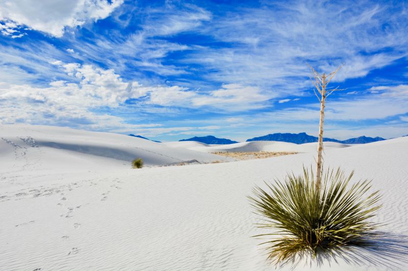 Yucca desert