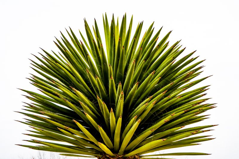 yucca plant