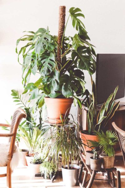 5 Monstera Plant Types and How to Grow and Care for Them