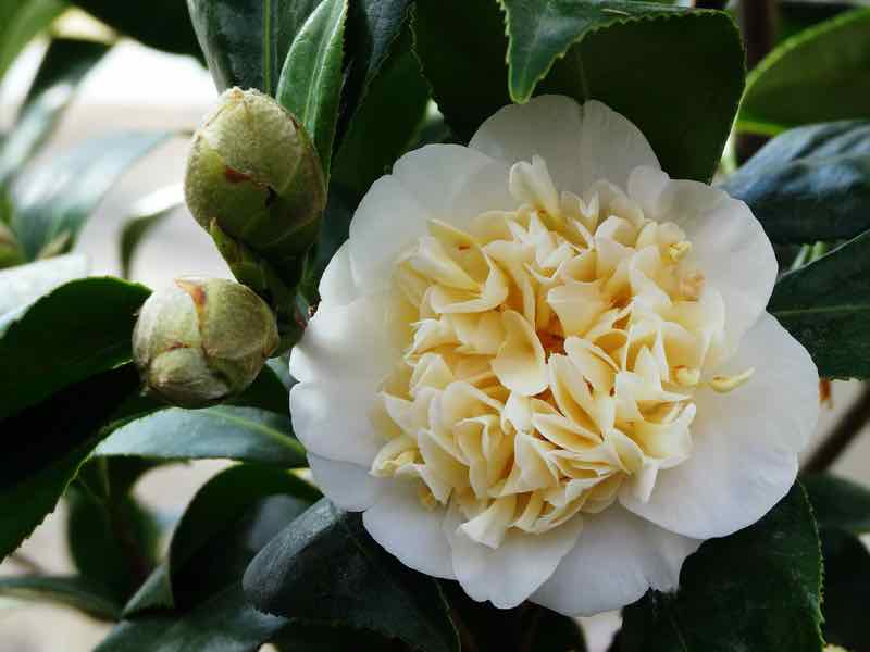 yellow flowering shrub camelia