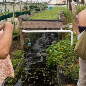 Can strawberries be grown in aquaponics Upward plans to open a 250,000-square-foot vertical farm in PA early next year