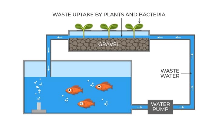 Getting The Diy Indoor Aquaponics System To Work
