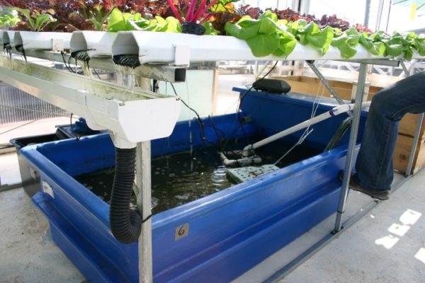 aquaponics 101: quick and easy aquaponic systems full guide