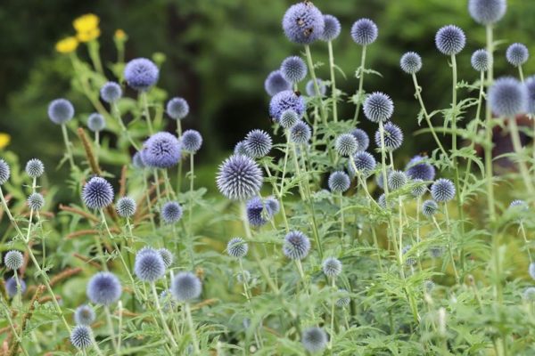 43 Best Perennials Flowers for Full Sun, Borders and Shade