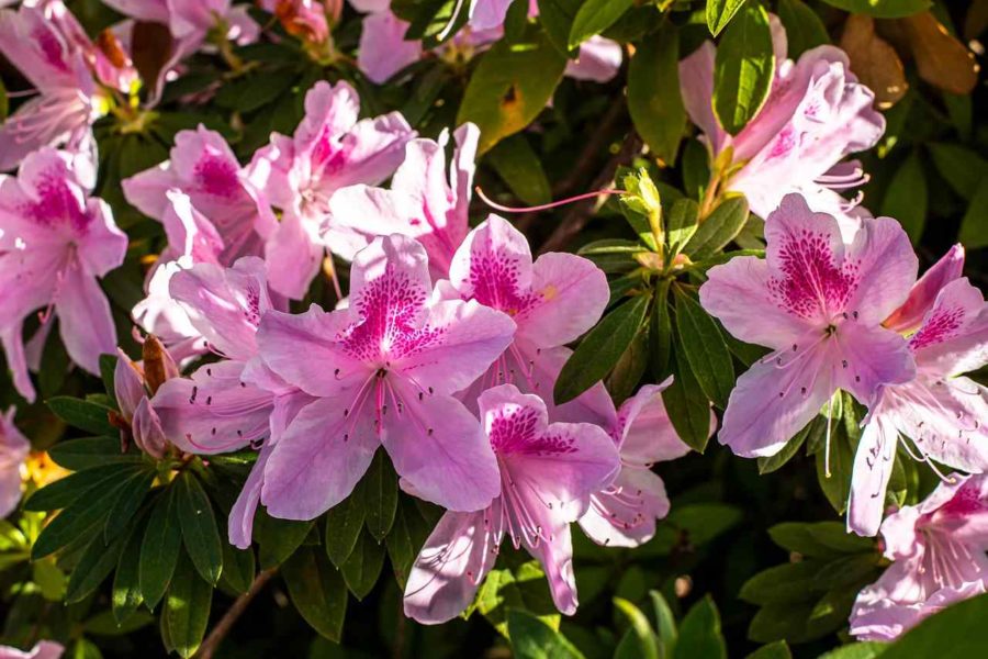 Astonishing Azaleas: How to Grow a Signature Azalea Shrub