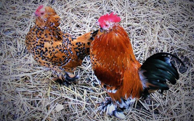 barbu d uccle chicken breeds.