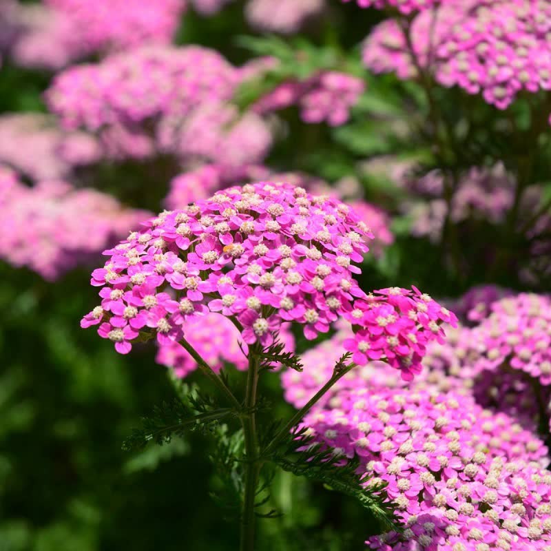 Yarrow Easy Guide: 13 Yarrow Flower Types & How to Grow Them