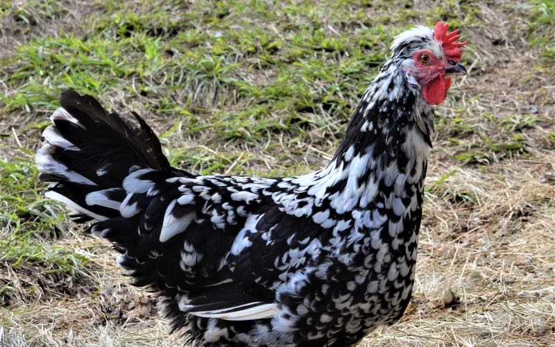 25 Chicken Breeds with Traits, Characteristics, and Egg Production