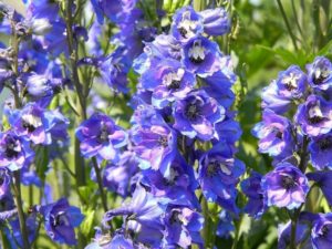 Delphinium 101: Easy Guide to Growing Lovely Delphiniums