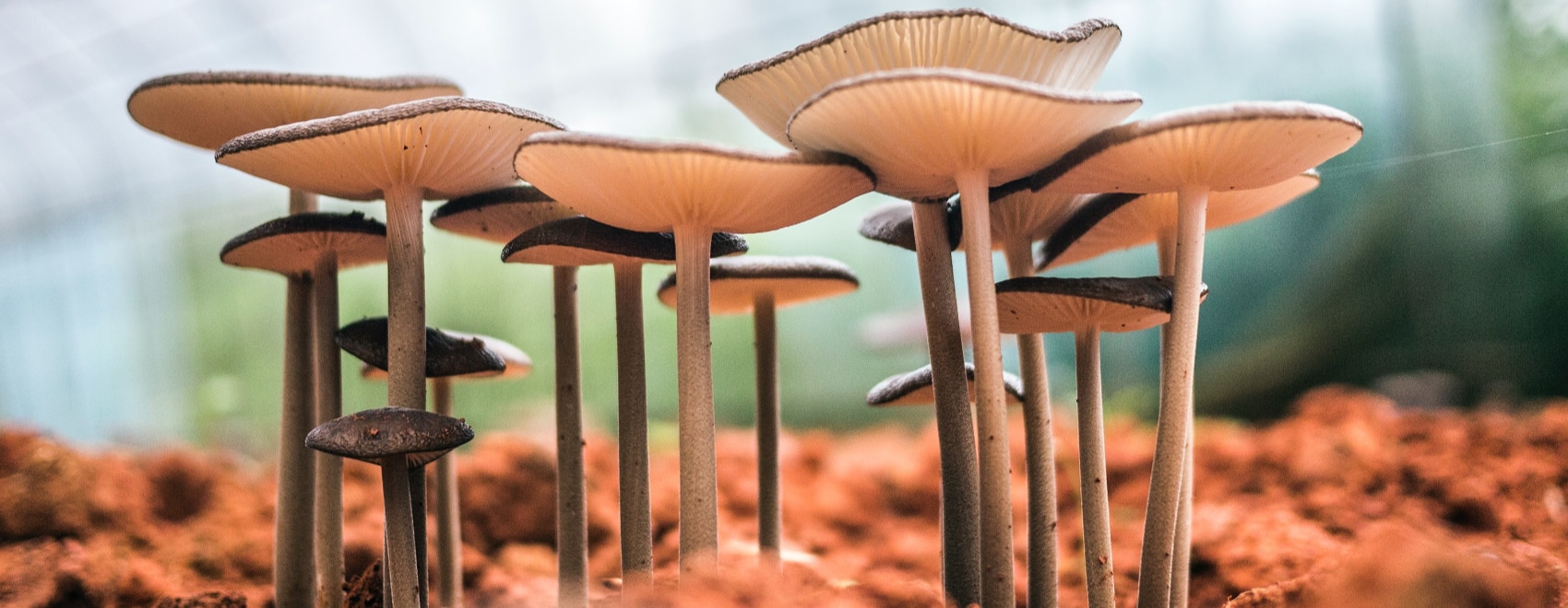 10 Best Mushroom Growing Kits And How To Grow Mushrooms