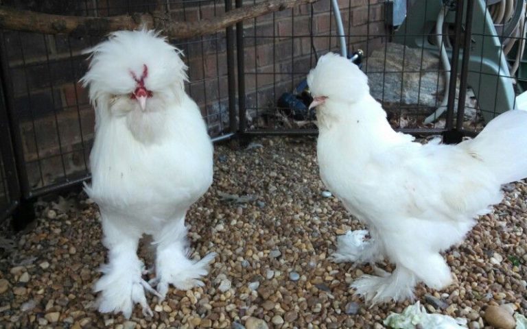 25 Chicken Breeds with Traits, Characteristics, and Egg Production