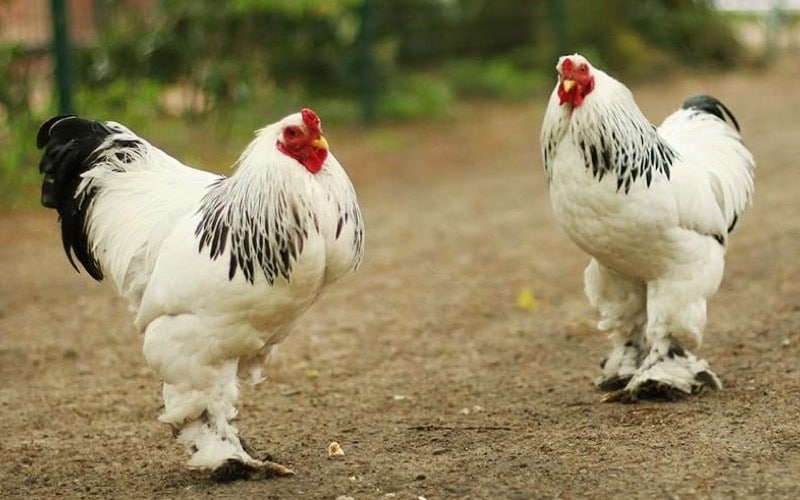 Brahma Chicken Breed Characteristics