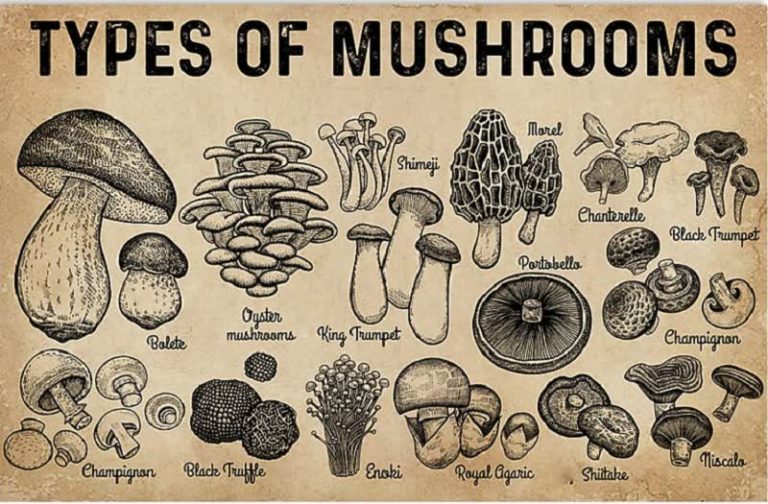 10 Best Mushroom Growing Kits and How to Grow Mushrooms