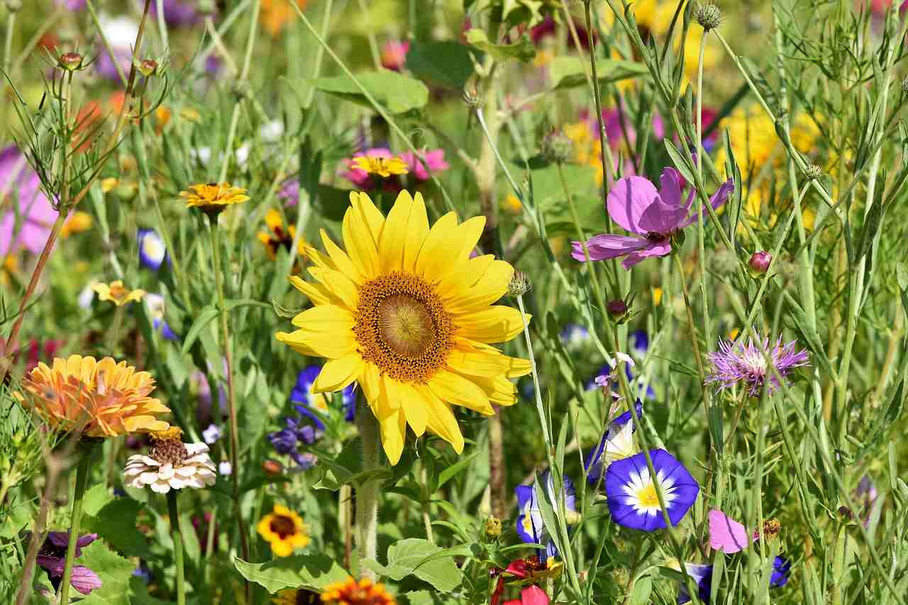 10 Best Wildflower Garden Ideas - How to Grow a Wildflower Garden