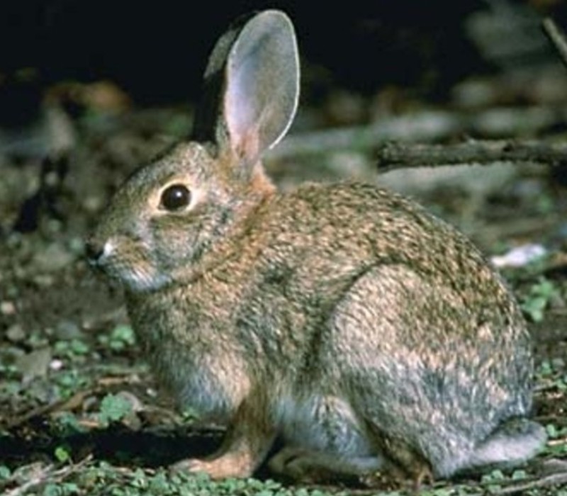 american rabbit