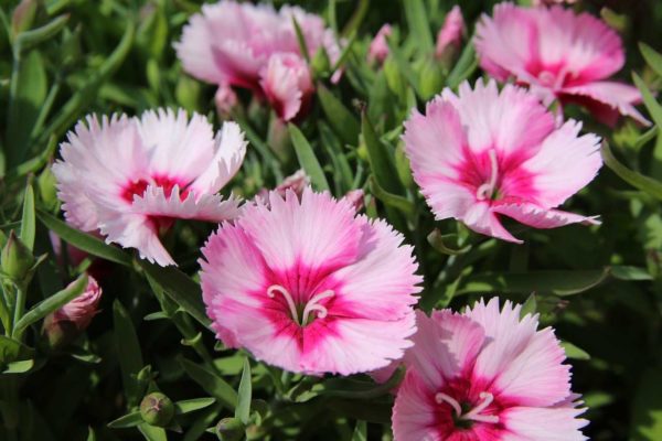 Dianthus: How to Grow and Care Dazzling Dianthus Flowers