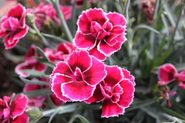 Dianthus: How to Grow and Care Dazzling Dianthus Flowers