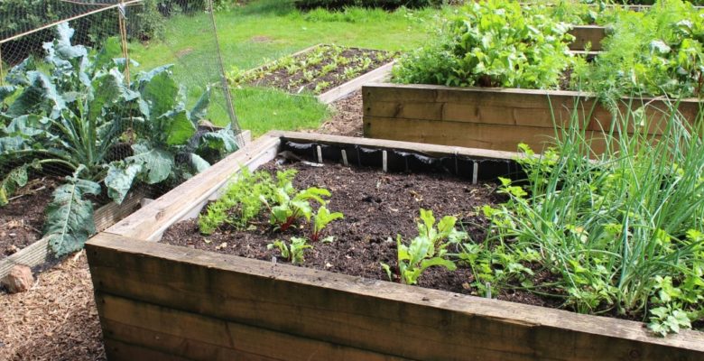 DIY Projects: The steps & tips for your next Garden Project