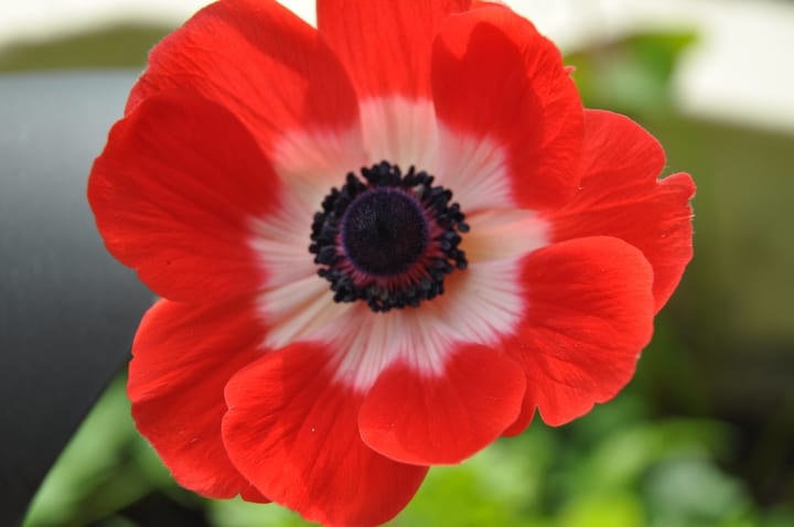 Anemone Flowers Easy Guide: How to Grow Anemones in 2022