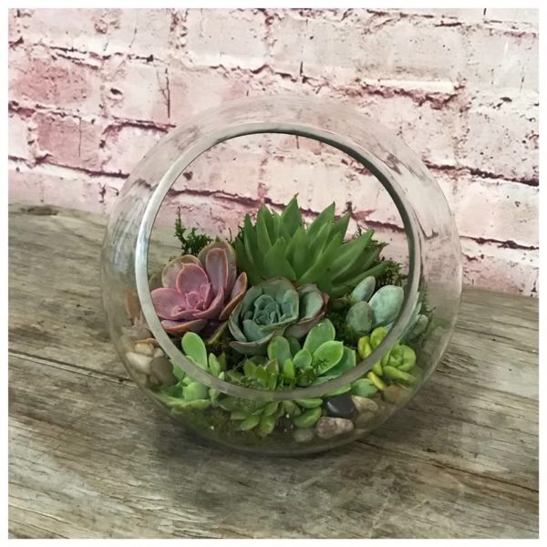 21 Best Terrarium Plants for a Closed and Open Terrarium