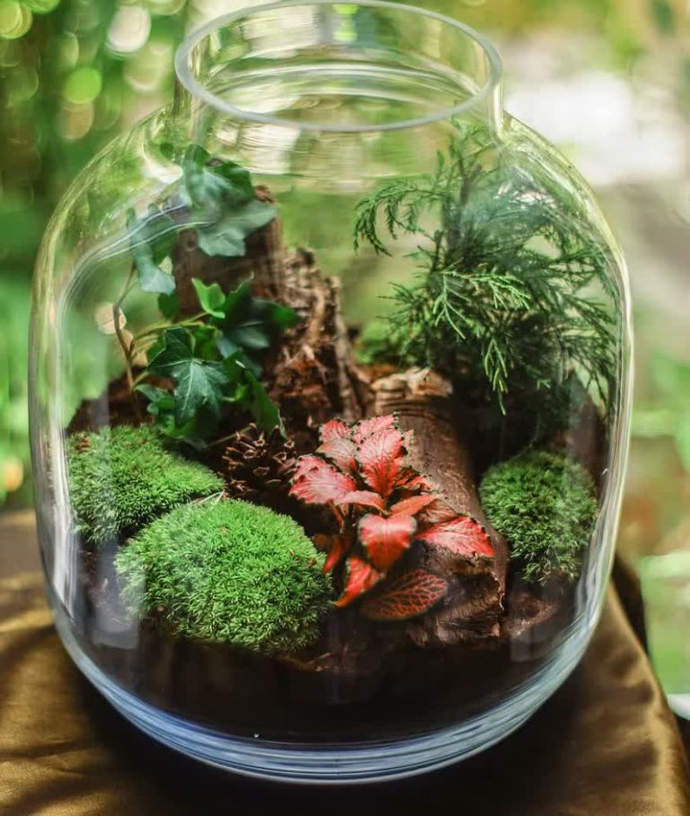 21 Best Terrarium Plants For A Closed And Open Terrarium