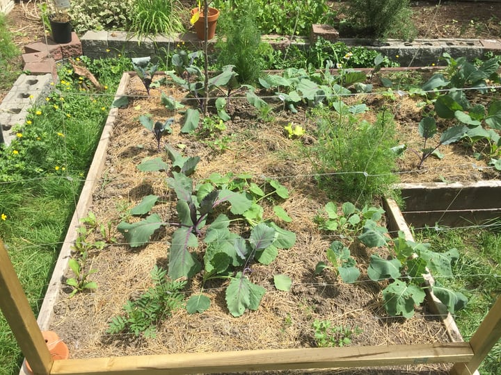 vegetable raised garden bed in a sunny spot