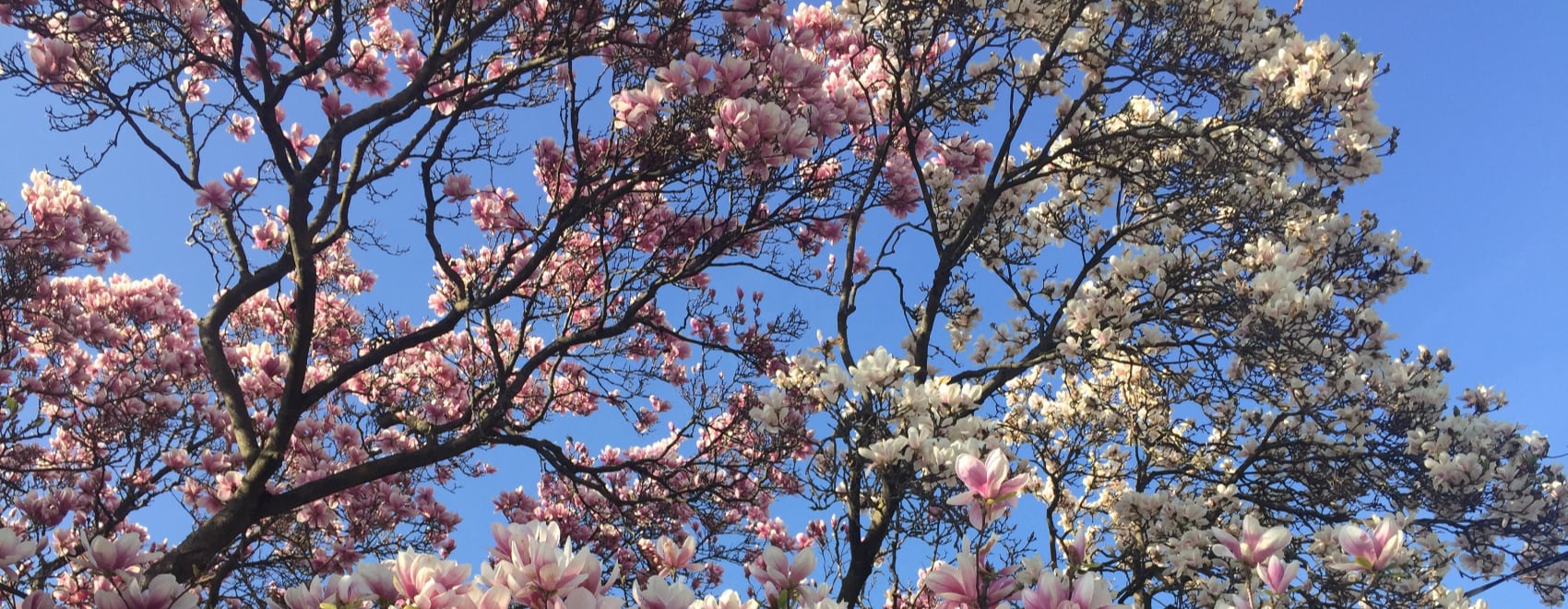 Magnolia Tree Definitive Guide: Types, Planting, and Care