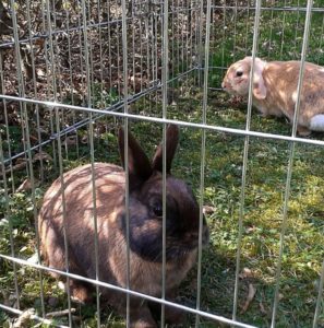 Rabbit Cages: a Harmless Guide for Raising Happy Rabbits