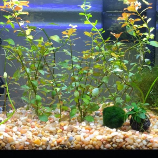 can-you-plant-aquarium-plants-in-gravel