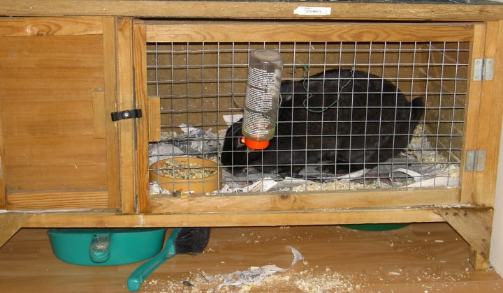 rabbit eating inside a hutch