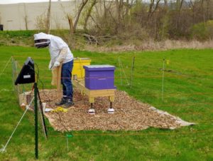 Bee Hives 101: Learn How to Select & Build the Best Beehives