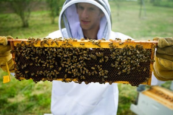 Bee Hives 101: Learn How to Select & Build the Best Beehives