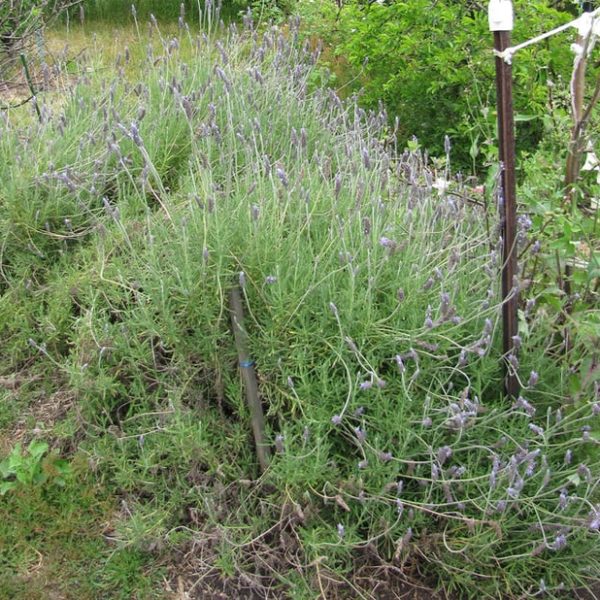 13 Lavender Plant Types & How to Grow Wild Scented Lavender