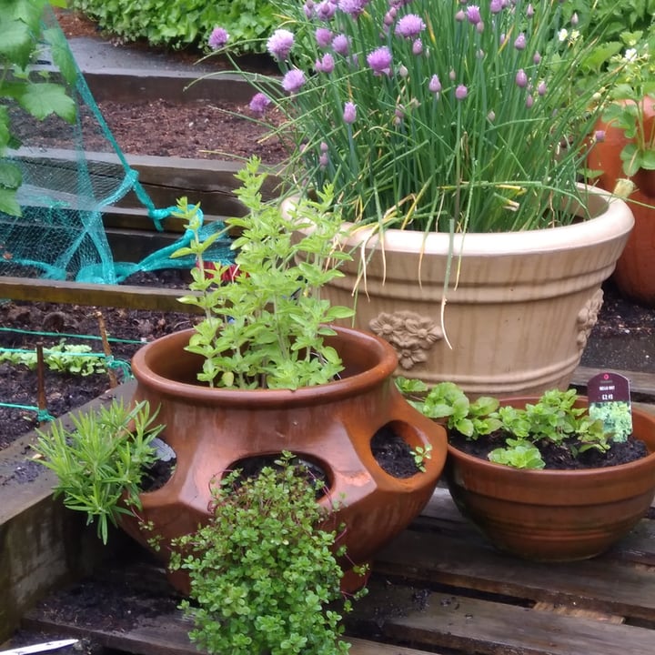 33 Best Herb Garden Ideas & How to Start a Herb Garden