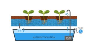 Hydroponics: a Get Started with Hydroponic Systems Guide