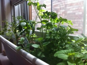 33 Best Herb Garden Ideas & How to Start a Herb Garden