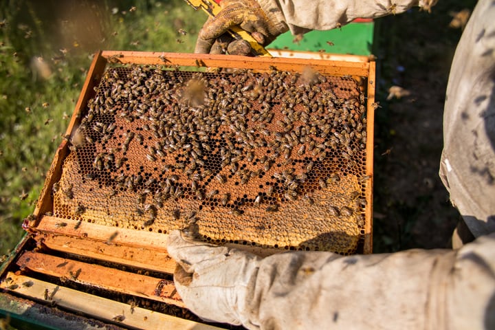 Bee Hives 101: Learn How to Select & Build the Best Beehives