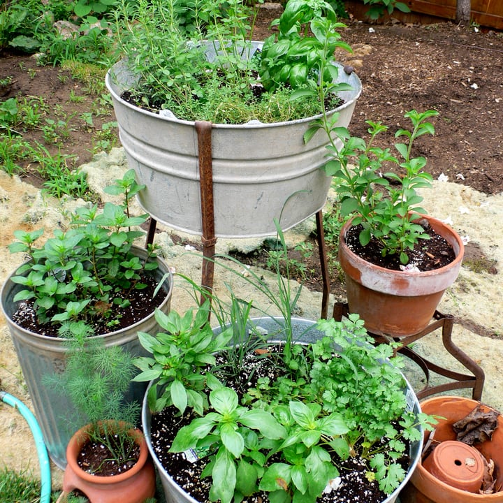 33 Best Herb Garden Ideas & How to Start a Herb Garden